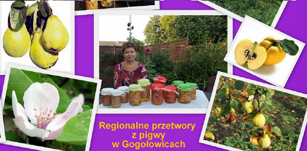 W Gogołowicach atrakcje z pigwą i różą w tle 