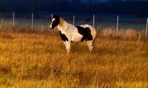 Koń - uciekinier na A 4