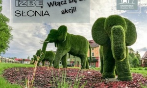 W Radwanicach szukają... słoni