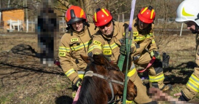 Strażacy uratowali konia ze stawu 