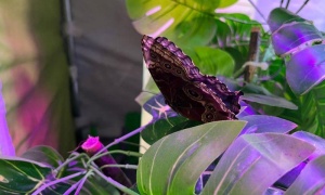 Wystawa żywych motyli do obejrzenia w polkowickim Aquaparku