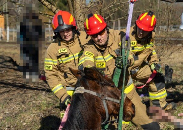 Strażacy uratowali konia ze stawu 
