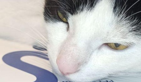 Święta bliżej domu. Wyjątkowa inicjatywa legnickiego szpitala