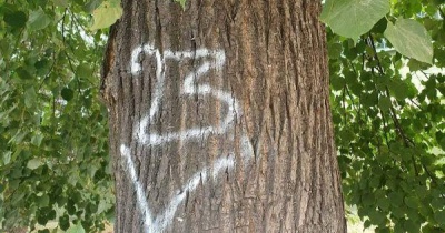 Część drzew przy ul. Kościuszki zostanie wycięta. Radni i mieszkańcy pytają, czy można było tego uniknąć