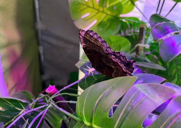 Wystawa żywych motyli do obejrzenia w polkowickim Aquaparku