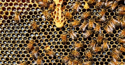 Gmina Lubin dba o pszczoły. Pomaga i edukuje