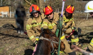 Strażacy uratowali konia ze stawu 