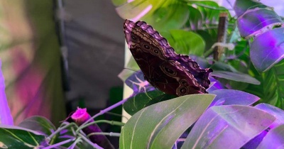 Wystawa żywych motyli do obejrzenia w polkowickim Aquaparku