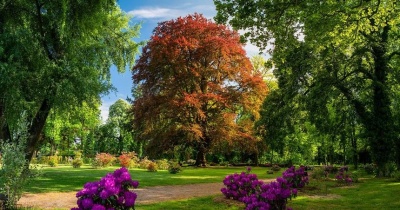 Dolnośląski reprezentant Polski, czyli buk z Dalkowa w European Tree of the Year