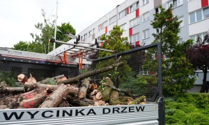 Ruszyła pielęgnacja i wycinka drzew w Polkowicach. Prace potrwają do końca października