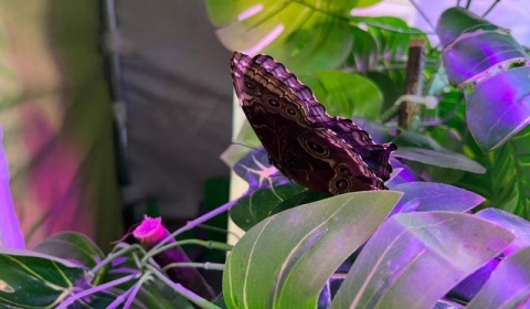 Wystawa żywych motyli do obejrzenia w polkowickim Aquaparku