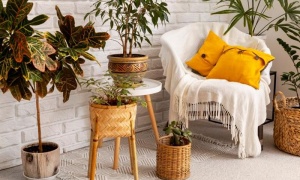 Zielona oaza na tle ceglanej ściany: Gdzie kupić oryginalną starą cegłę w Legnicy i jakie rośliny do niej pasują?