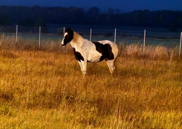 Koń - uciekinier na A 4