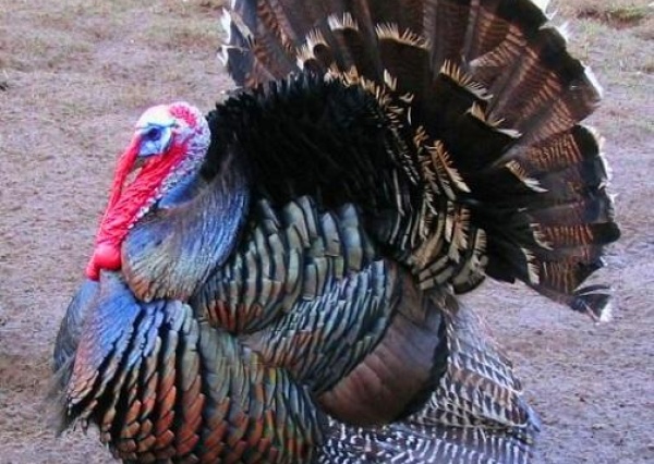 Wybito 24 tysiące indyków za sprawą wysoce zjadliwej grypy