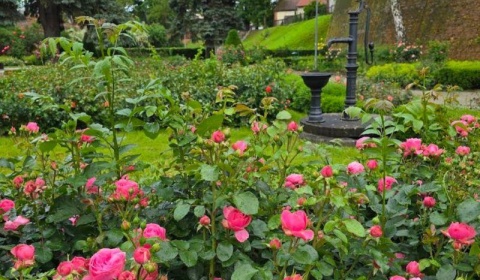 Rosarium jest, tylko… co z tego, skoro nie ma opisów gatunków?