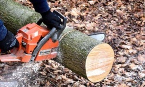 Wyrżnęli wszystkie drzewa. Mieszkańcy alarmują, miasto mówi o możliwym naruszeniu prawa