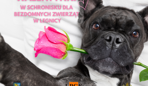 „Walentynki z Bezdomniakiem” w legnickim schronisku 