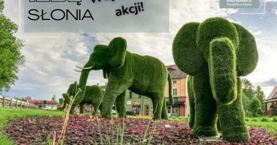W Radwanicach szukają... słoni