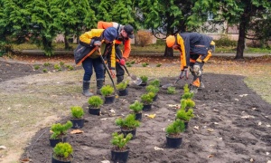 Polkowice się zazielenią jeszcze bardziej