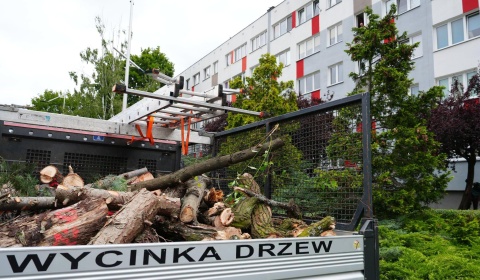 Ruszyła pielęgnacja i wycinka drzew w Polkowicach. Prace potrwają do końca października