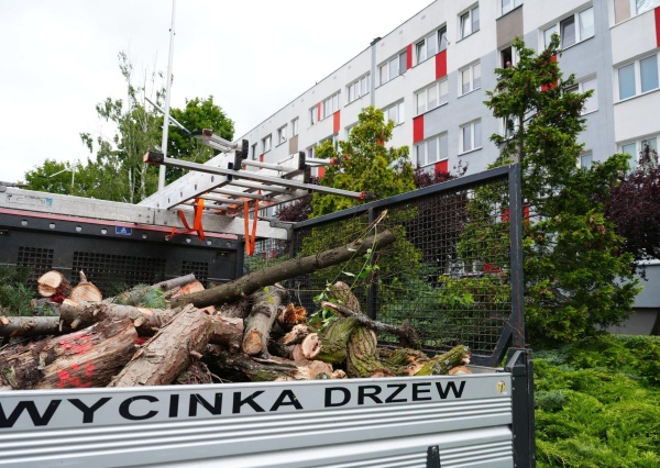 Ruszyła pielęgnacja i wycinka drzew w Polkowicach. Prace potrwają do końca października