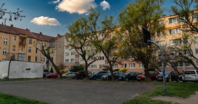 Kiedy drzewa stają się zagrożeniem. Spór o bezpieczeństwo przy Orzeszkowej narasta