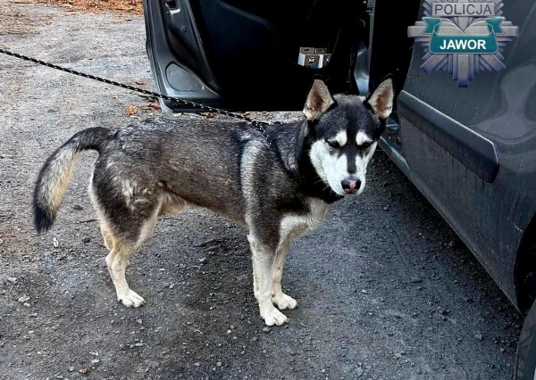 36-latek odpowie za porzucenie husky’ego