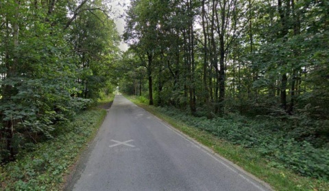 Mordercze drzewa. O krok od tragedii