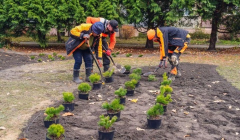 Polkowice się zazielenią jeszcze bardziej