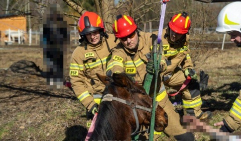 Strażacy uratowali konia ze stawu 