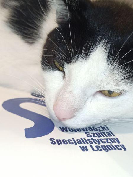 Święta bliżej domu. Wyjątkowa inicjatywa legnickiego szpitala