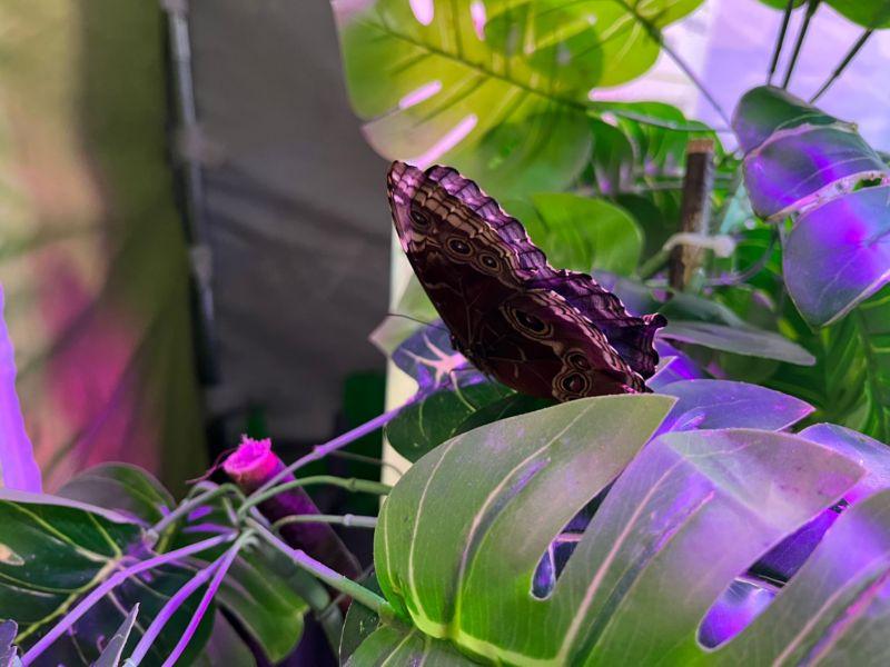 Wystawa żywych motyli do obejrzenia w polkowickim Aquaparku