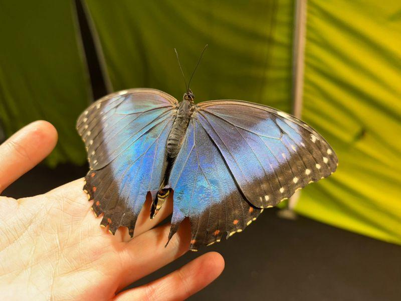 Wystawa żywych motyli do obejrzenia w polkowickim Aquaparku