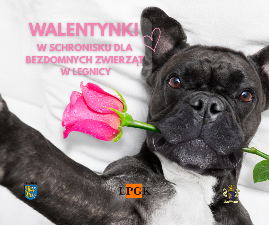 „Walentynki z Bezdomniakiem” w legnickim schronisku 