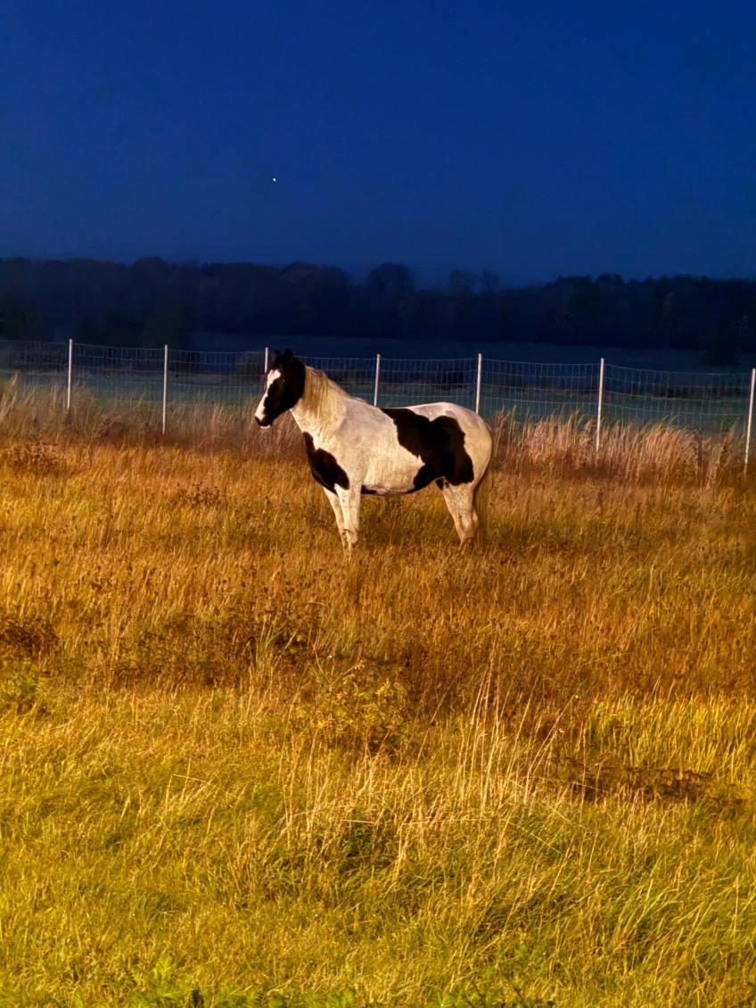 Koń - uciekinier na A 4