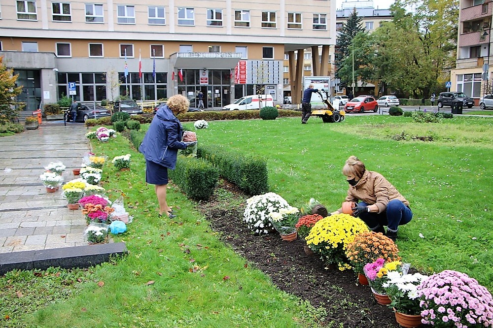 Upiększyli plac chryzantemami z akcji (FOTO)