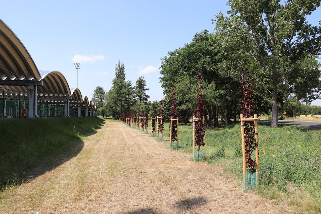 Młode miododajne drzewa sadzą na terenie gminy Rudna