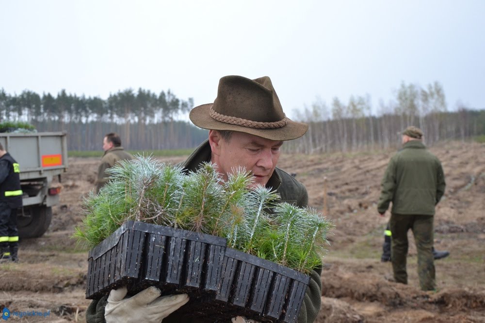 Nowe lasy powstaną dzięki KGHM