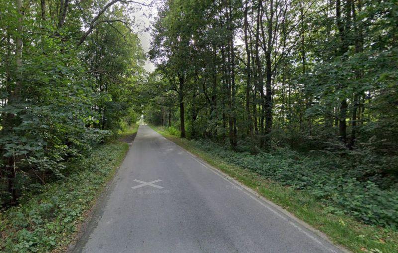 Mordercze drzewa. O krok od tragedii