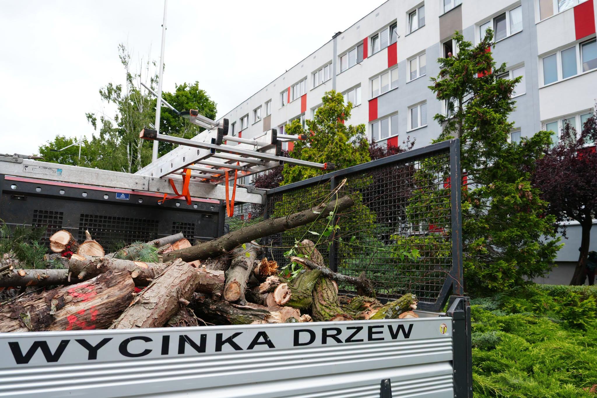 Ruszyła pielęgnacja i wycinka drzew w Polkowicach. Prace potrwają do końca października
