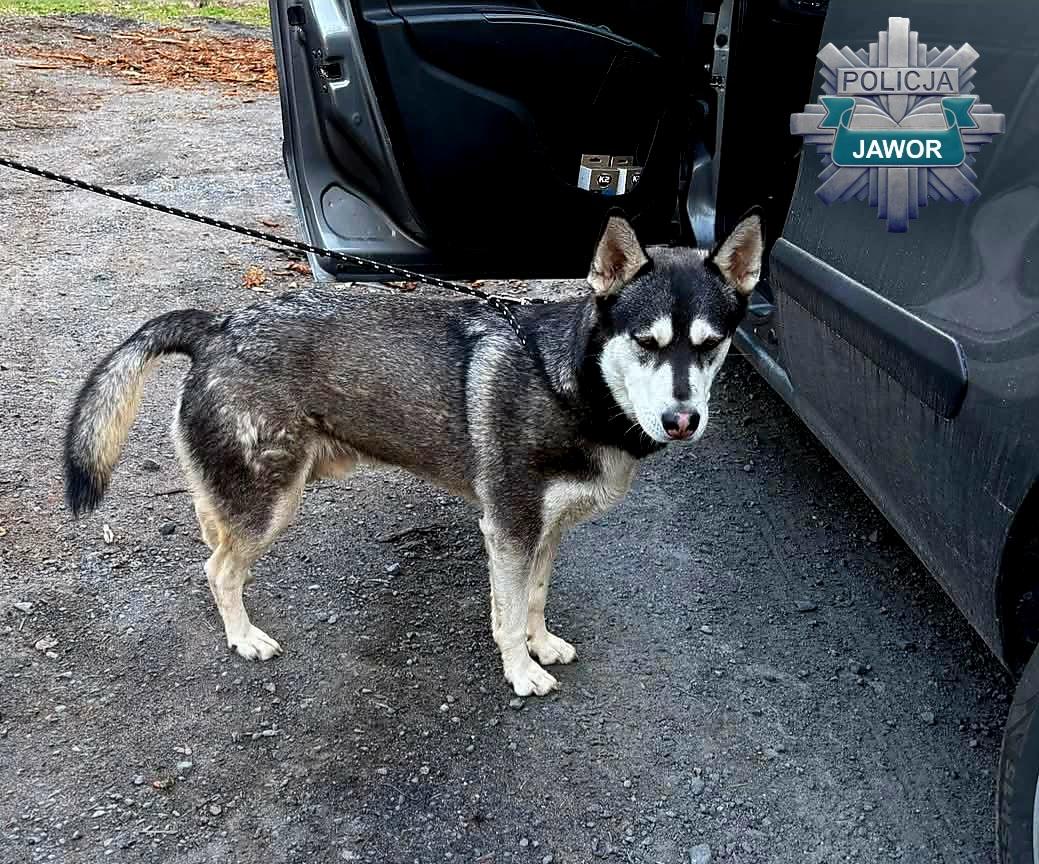 36-latek odpowie za porzucenie husky’ego