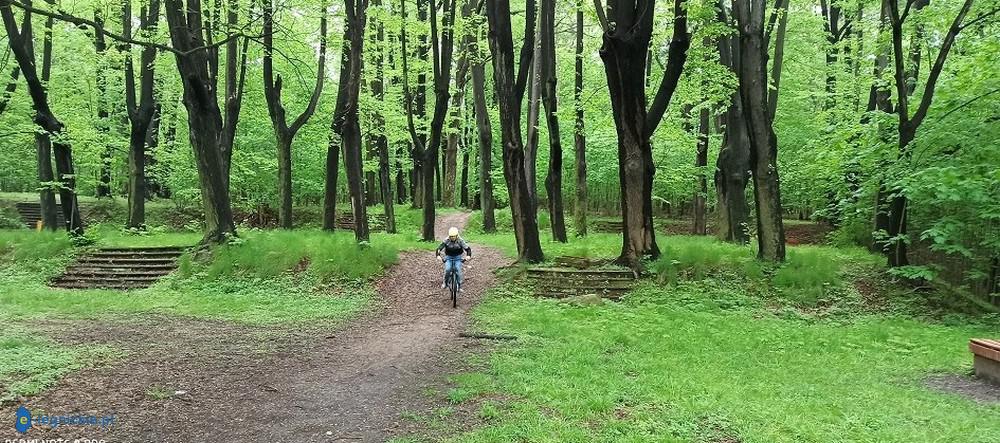 Kornik atakuje. Kilkadziesiąt drzew idzie pod topór...