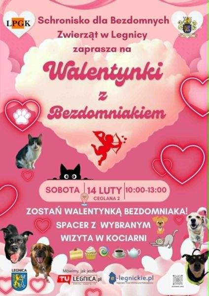 Walentyki z bezdomniakiem - zostań walentynką psa lub kota (FOTO)