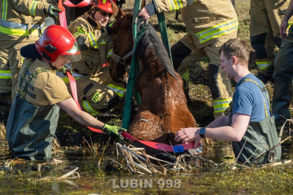 Strażacy uratowali konia ze stawu 