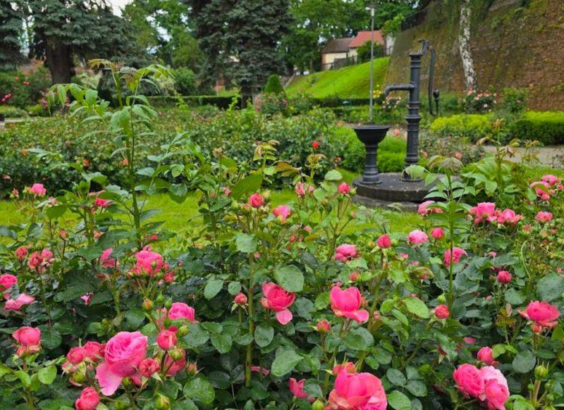 Rosarium jest, tylko… co z tego, skoro nie ma opisów gatunków?