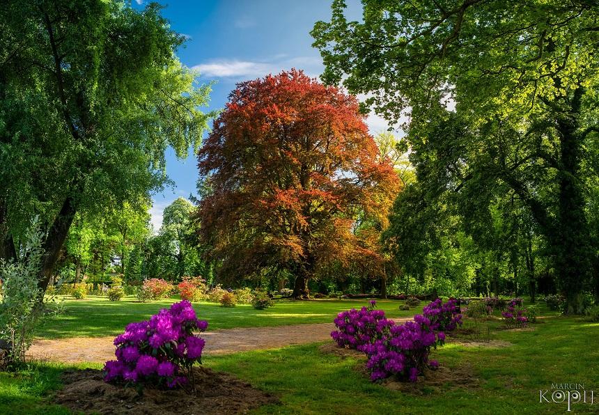 Dolnośląski reprezentant Polski, czyli buk z Dalkowa w European Tree of the Year