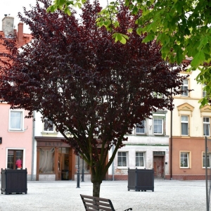 rynek-prochowice-fot-zjak14