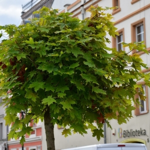 rynek-prochowice-fot-zjak24