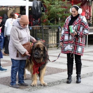 07.12.24-UBIERANIE-CHOINKI-JARMARK-ZLOTORYJA-FOT-BS_8.jpg