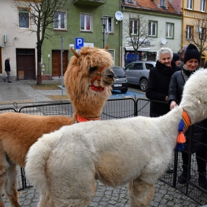 ord=szak-prochowice-fot-ewajak152.JPG